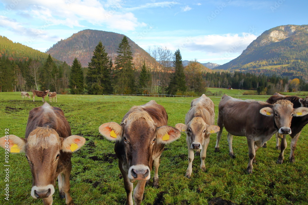 Portrait of cows in the countryside near Odensee in Pichl Kainisch, Bad Aussee, Salzkammergut, Styria, Austria, Europe, with green fields and mountain range in the background