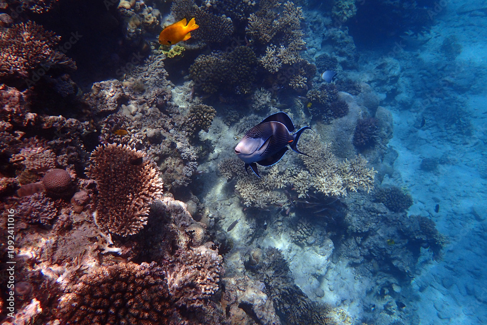 marine life in the Red Sea Egypt, hurghada marine life in the Red Sea Egypt, hurghada