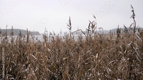 River reed on the winter lake