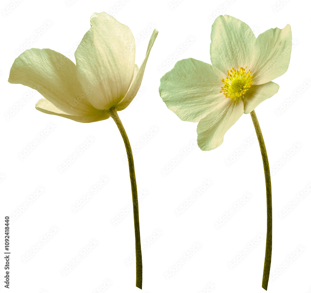 Fototapeta premium Set of green primrose flowers on a white isolated background with clipping path. Flowers on a stem. Close-up. For design. Nature.