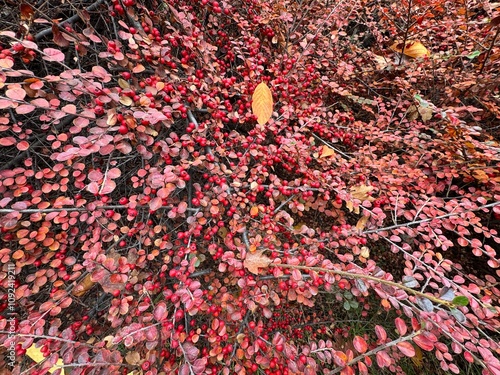 Bunches of ripe red berry cotoneaster. Red strawberries and autumn leaves red yellow orange colors cotoneaster horizontalis bush. Cornelian cherry medlar, rockspray cotoneaster. Close-up. Background.
 photo