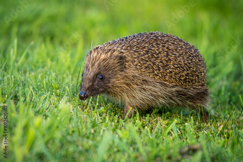 Hedgehog foraging for food in green grass