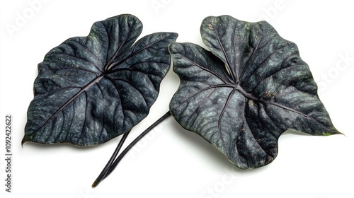 Tropical Aloha Illustris plant showcasing striking dark green to black patterned leaves against a clean white backdrop. photo