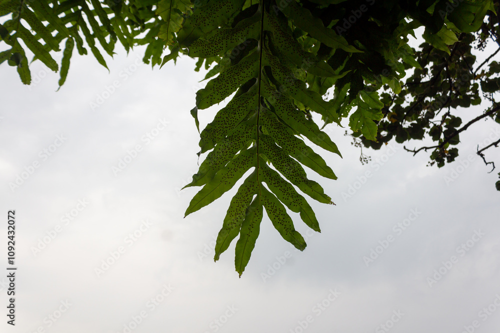 Green Hanging Fern Leaves with Sky Background Green Hanging Fern Leaves with Sky Background