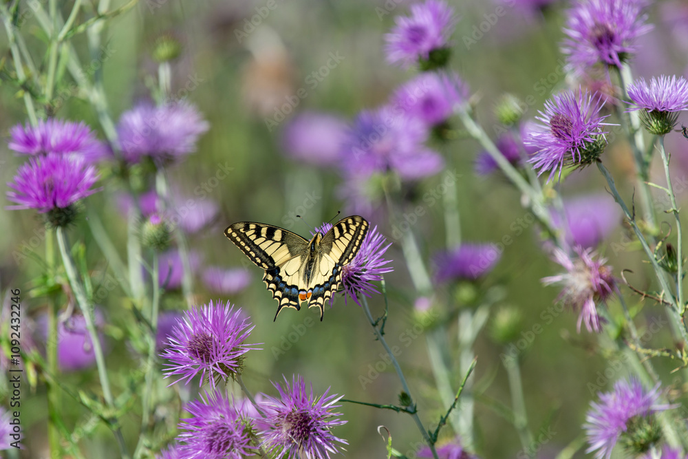 Papillon en train de butiner des fleurs de chardon Papillon en train de butiner des fleurs de chardon