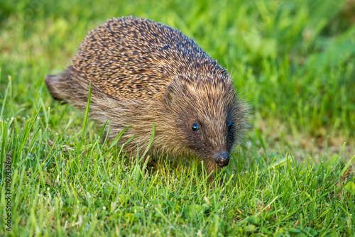 Hedgehog foraging for food in green grass photo