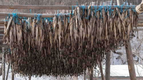 황태, 명태, 덕장, Walleye pollock, Alaska pollack, Theragra chalcogramma