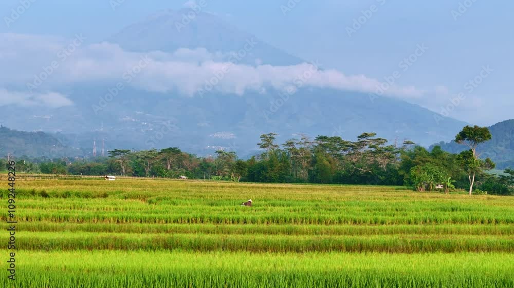 Rice fields being worked by farmers in Indonesia. Rice fields being worked by farmers in Indonesia.