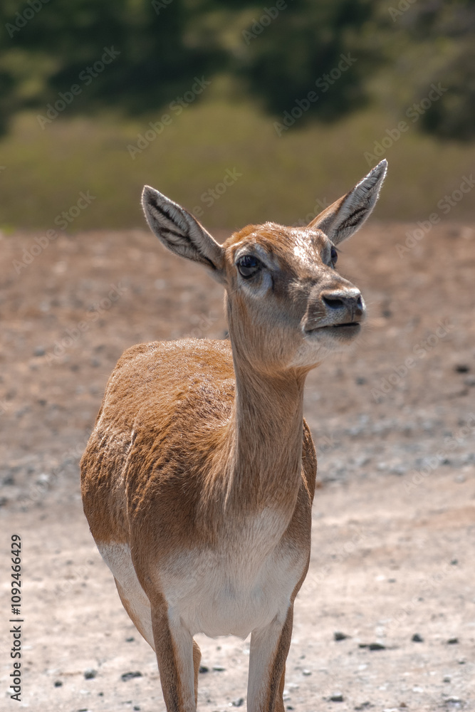 Obraz premium deer in the park