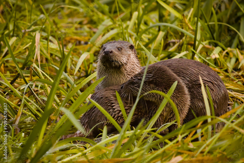 Fototapeta premium Olsztyński las miejski. Wydry.