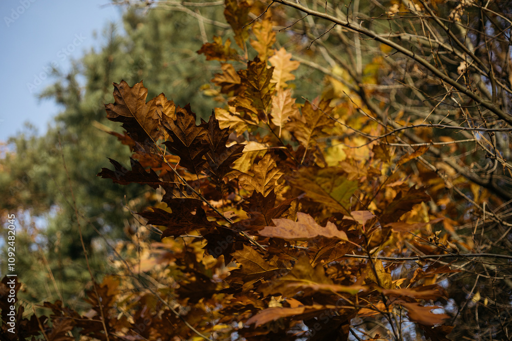 autumn leaves in the forest autumn leaves in the forest