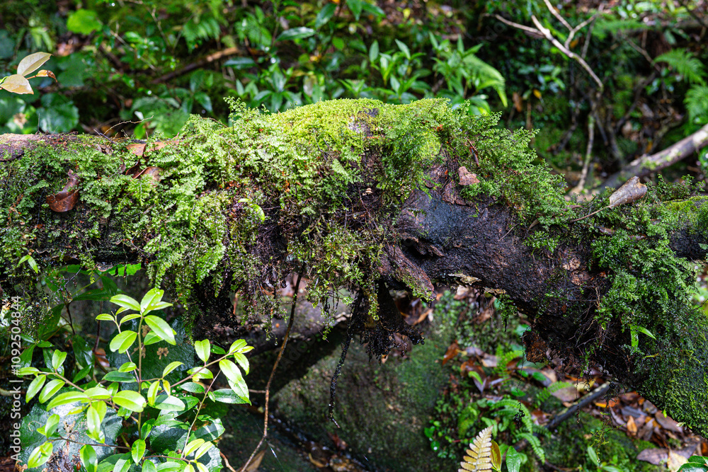 Obraz premium 屋久島 白谷雲水峡