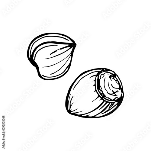Hazelnut sketch outline illustration. Simple doodle drawing in engraving style. Hand drawn vector line art clipart isolated on a white background