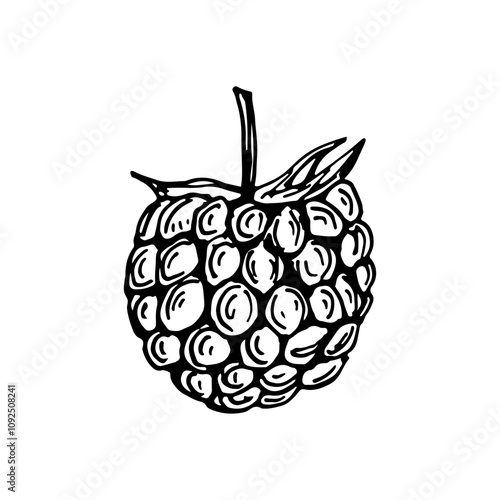 Raspberry sketch outline illustration. Simple doodle drawing in engraving style. Hand drawn vector line art clipart isolated on a white background