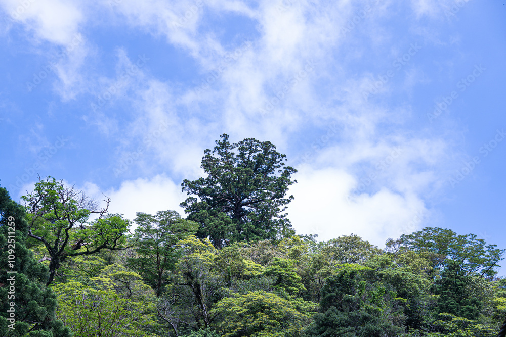 Obraz premium 屋久島 白谷雲水峡