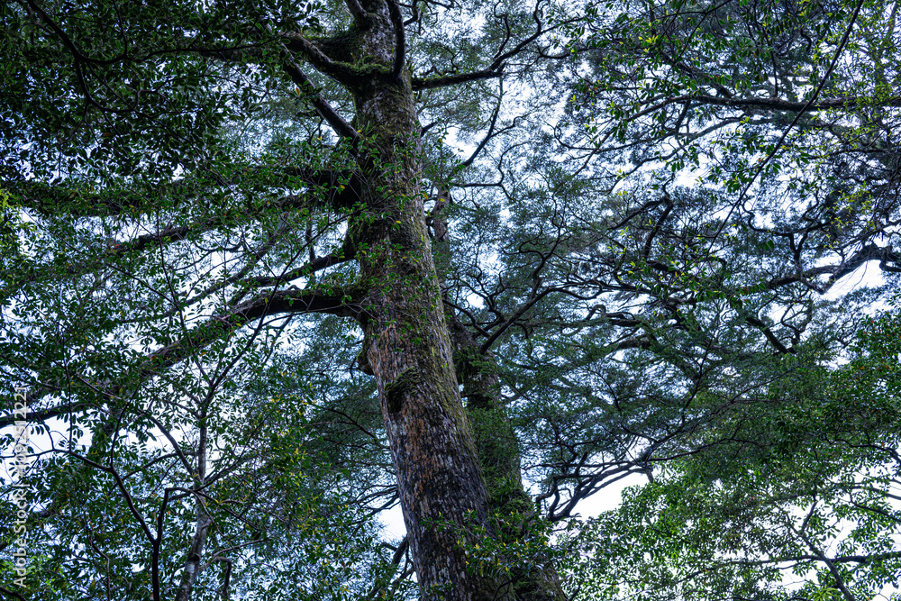 Obraz premium 屋久島 白谷雲水峡