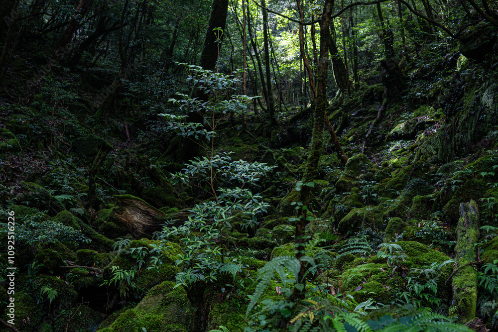 Obraz premium 屋久島 白谷雲水峡