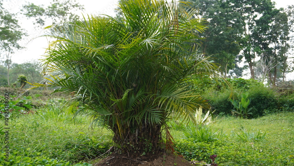 Green palm trees planted in the garden and still short on a green background Green palm trees planted in the garden and still short on a green background