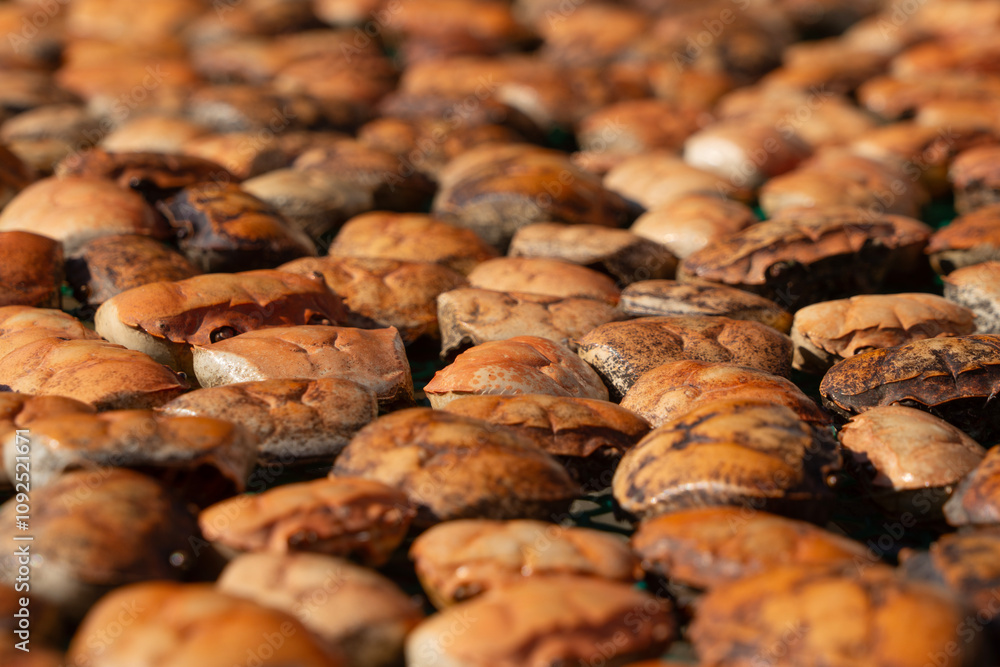 Crab shells pattern to be used as food containers.