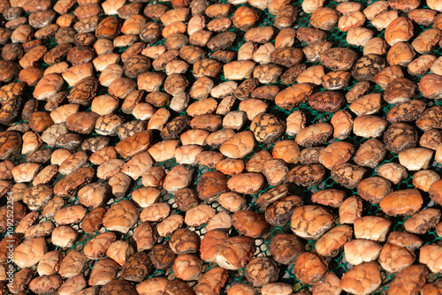 Obraz na płótnie Crab shells pattern to be used as food containers. w salonie