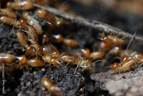 Termites are small insects that live in underground nests and termite mounds. Termites can consume wooden structures of a house and other parts such as wooden floors, windows, doors, and furniture. photo