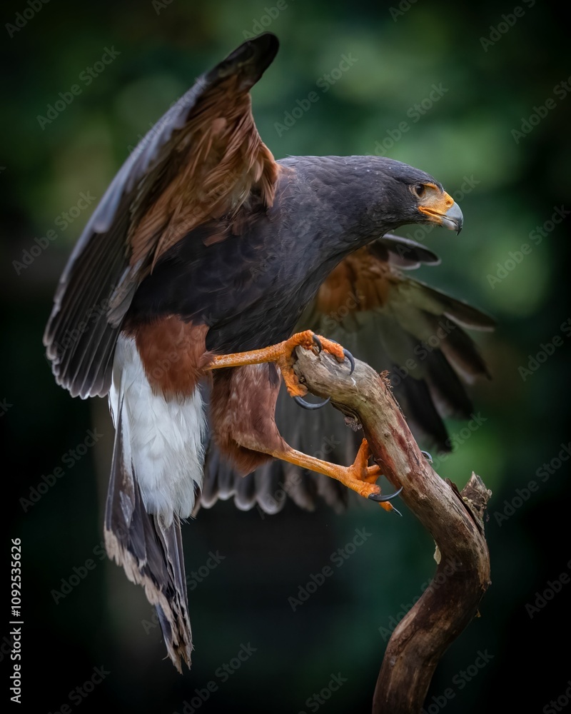 Fototapeta premium Harris's Hawk Perched with Wings Spread