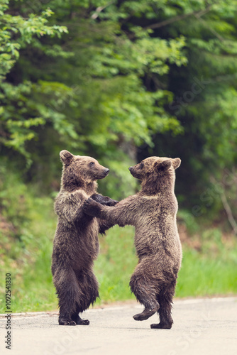 brown bear cub - waltz