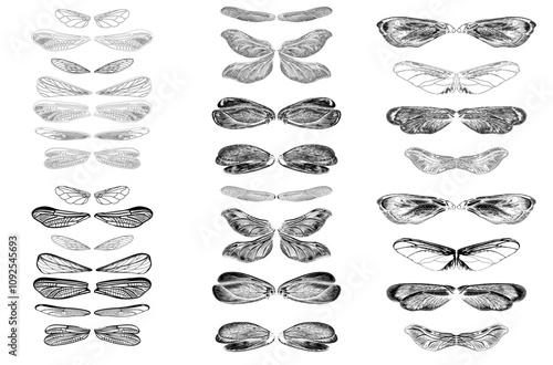 wings set illustration, beetle, insect isolated on white. wing vector. Realistic Dragonfly Wings 