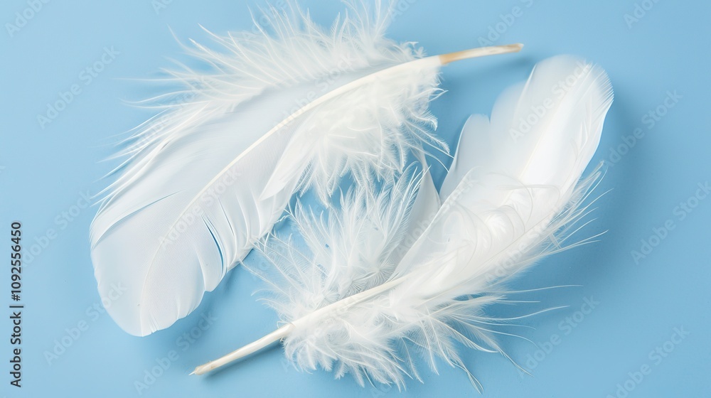 Naklejka premium Swan Feathers on a Blue Background - a serene and elegant composition. The soft swan feathers contrast beautifully with the calming blue backdrop.