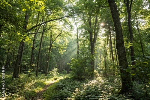 Dense foliage with sunlight filtering through canopy, lush, verdant, tree tops