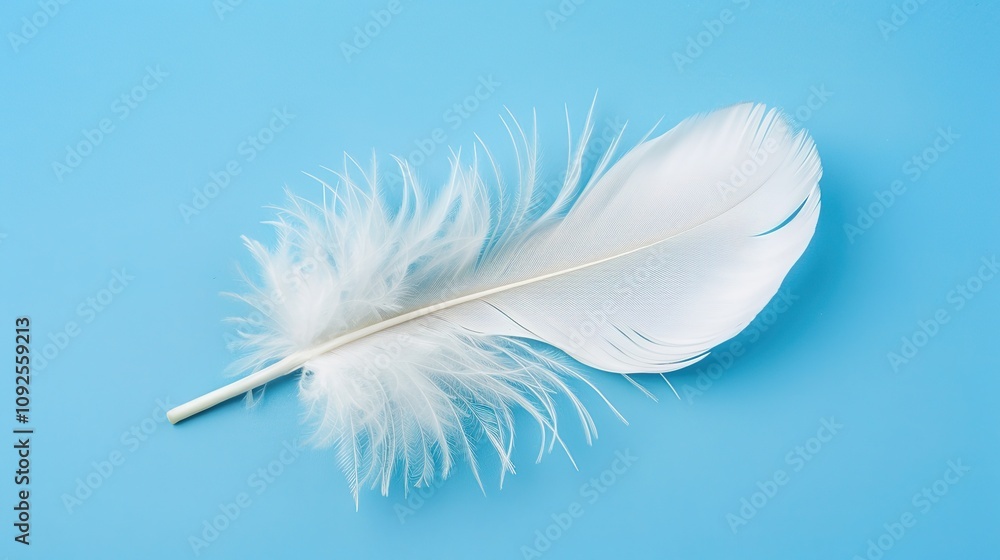 Swan Feathers on a Blue Background - a serene and elegant composition. The soft swan feathers contrast beautifully with the calming blue backdrop. Swan Feathers on a Blue Background - a serene and elegant composition. The soft swan feathers contrast beautifully with the calming blue backdrop.