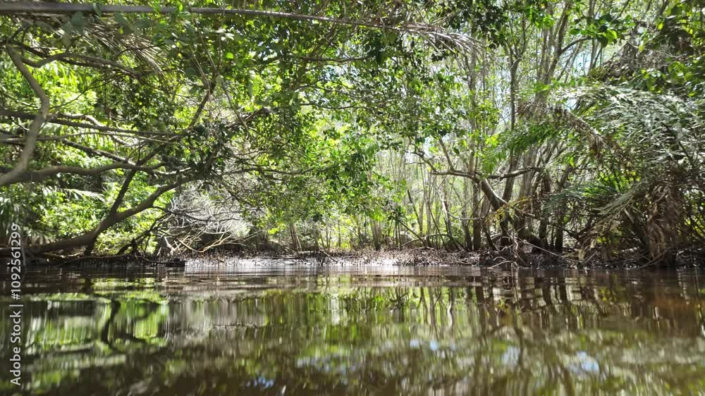 Camera moves over water surface in the Pujoca, Sapiranga natural reserve, Brazil Camera moves over water surface in the Pujoca, Sapiranga natural reserve, Brazil