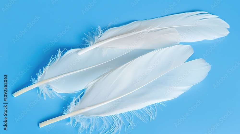 Obraz premium Swan Feathers on a Blue Background - a serene and elegant composition. The soft swan feathers contrast beautifully with the calming blue backdrop.
