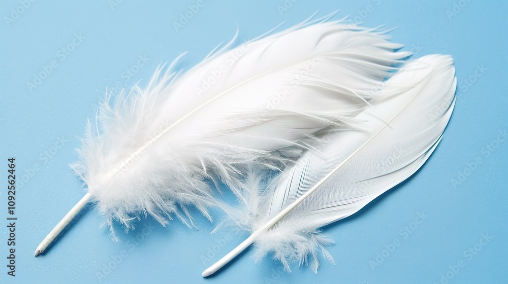 Swan Feathers on a Blue Background - a serene and elegant composition. The soft swan feathers contrast beautifully with the calming blue backdrop. Swan Feathers on a Blue Background - a serene and elegant composition. The soft swan feathers contrast beautifully with the calming blue backdrop.