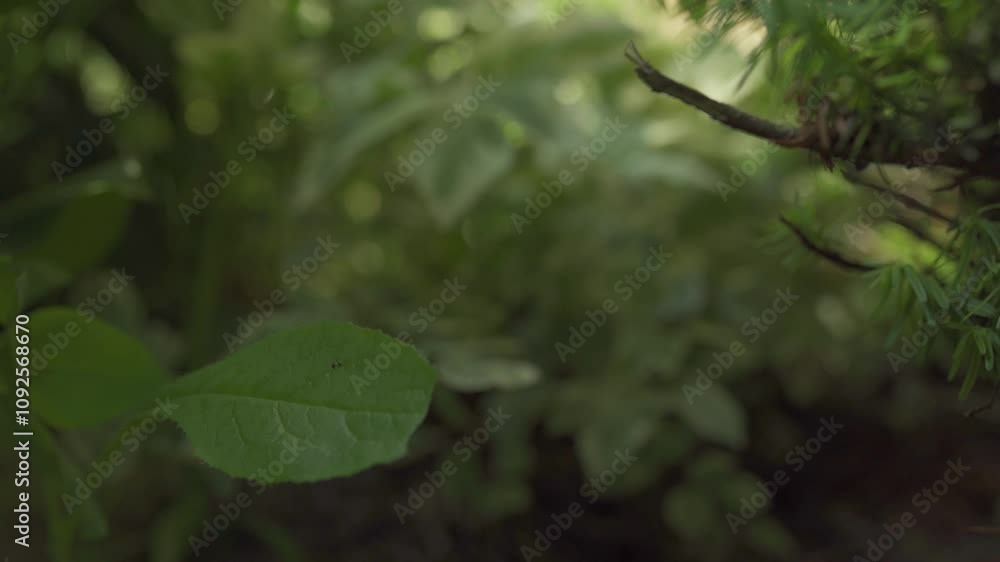 Sliding Shot Of A Beautiful Lush Green Garden Full Of Plants Revealing A Fresh Leaf. Sliding Shot Of A Beautiful Lush Green Garden Full Of Plants Revealing A Fresh Leaf.