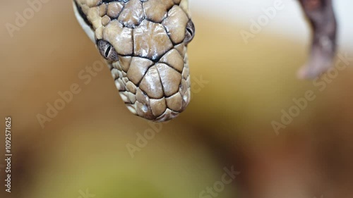 Amethystine python flicks its tongue close-up showing detailed scales and focused expression photo