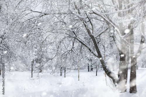 Wallpaper Mural Winter landscape. Forest under the snow. Winter in the park. Torontodigital.ca