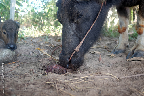 selective focus A buffalo eating placenta after giving birth, a natural behavior observed in livestock, often linked to instinctual habits and the need for environmental cleanliness on farms.