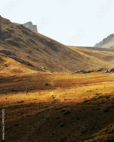 Beautiful view of cow pasting in the field, in Asturias Spain