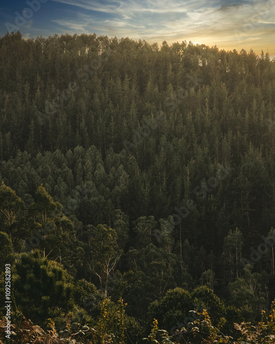 Golden hour in whe woods of Galicia, Spain