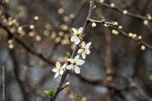 Frühling Blüte Natur Spring Flower Blossom