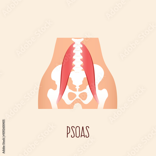 Psoas muscle. Flat design vector illustration.