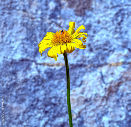 Großblütige Gämswurz (Doronicum grandiflorum) in den Lechtaler Alpen	
 photo