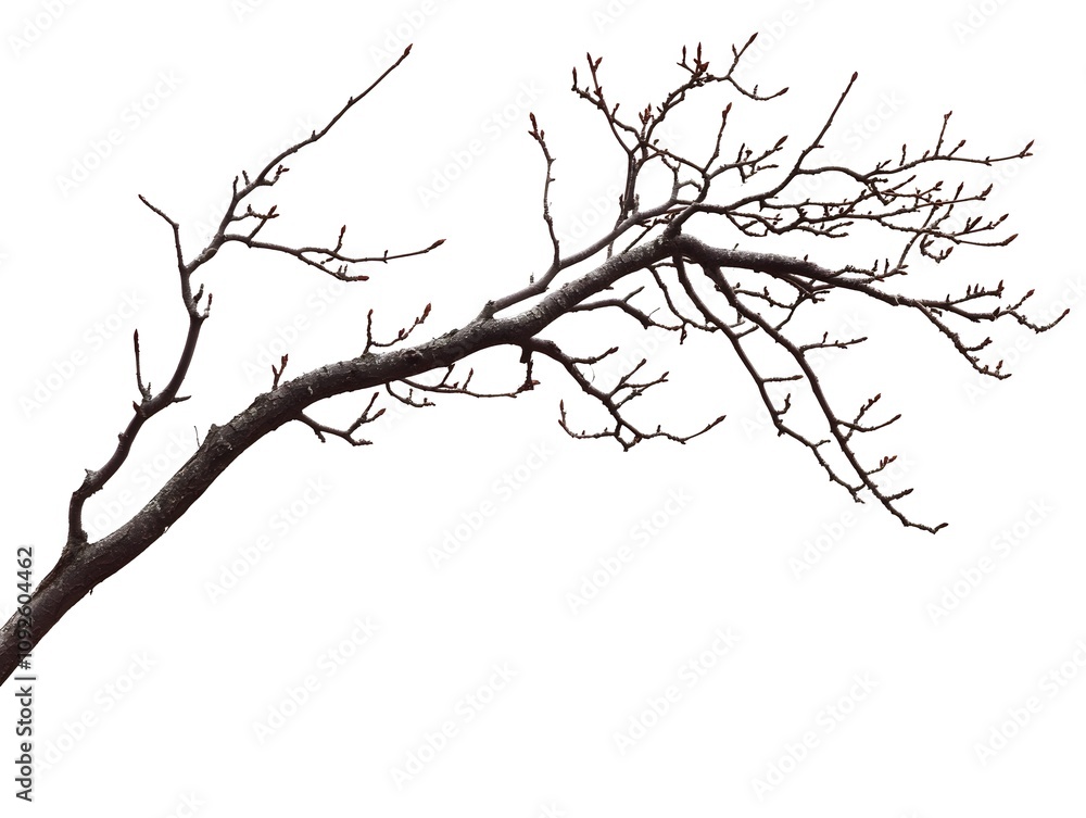 A bare tree branch with small red buds against a white background A bare tree branch with small red buds against a white background