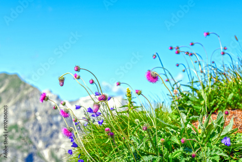 Alpen-Distel (Carduus defloratus) photo