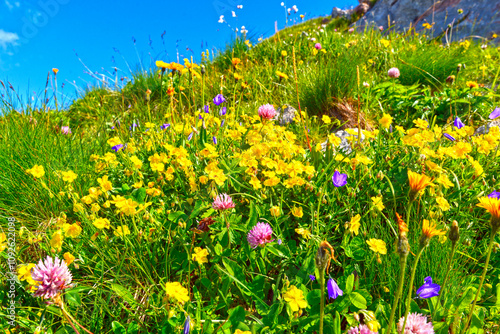 Blumenwiese in den Lechtaler Alpen  photo