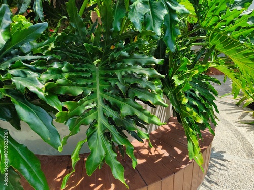 campus or office area design that implements a green and beautiful Philodendron selloum garden photo