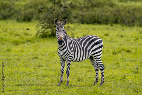A majestic zebra standing gracefully in Uganda’s vibrant green savanna, showcasing its iconic black-and-white stripes against the lush natural backdrop.