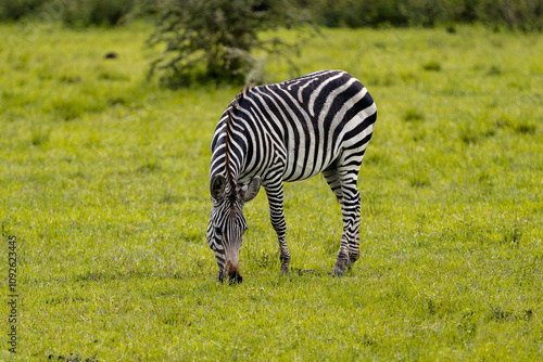 A majestic zebra standing gracefully in Uganda’s vibrant green savanna, showcasing its iconic black-and-white stripes against the lush natural backdrop.