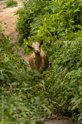 A curious goat standing amidst lush green foliage, creating a natural and charming rural scene in Uganda’s countryside.
